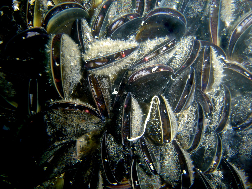 Moule commune