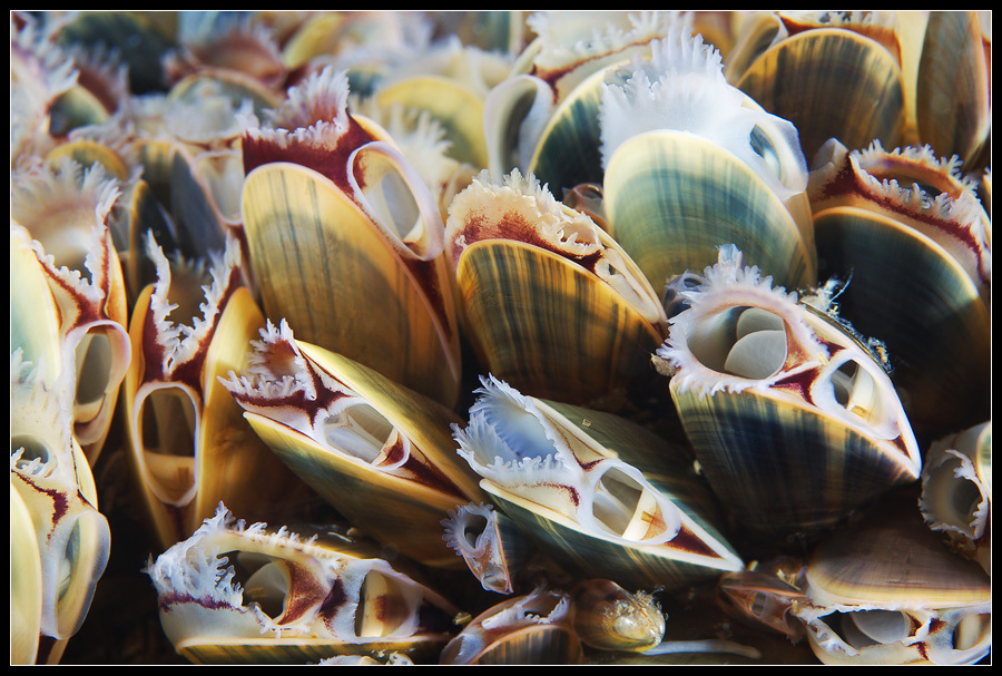 Moule commune