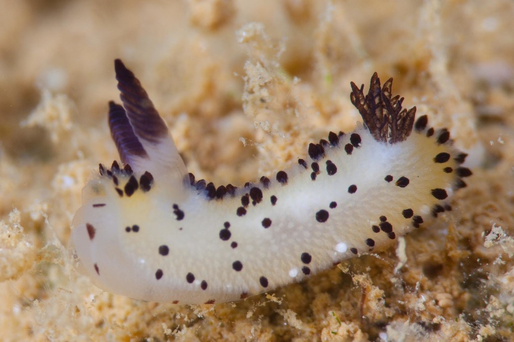 Sea Bunny