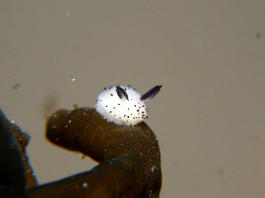 Sea Bunny
