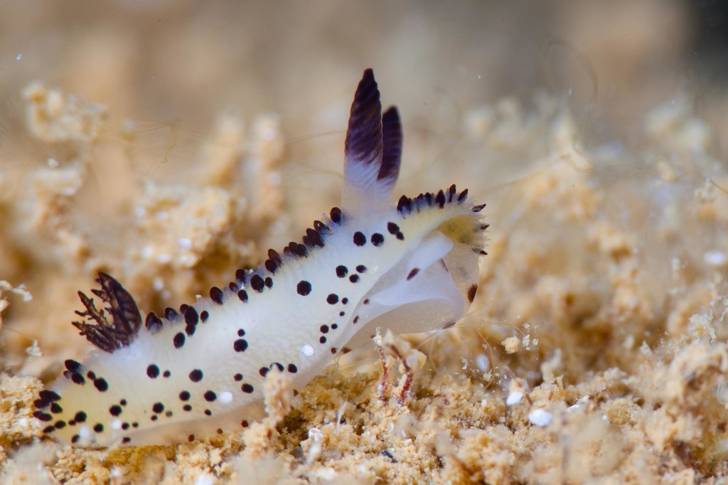 Sea Bunny