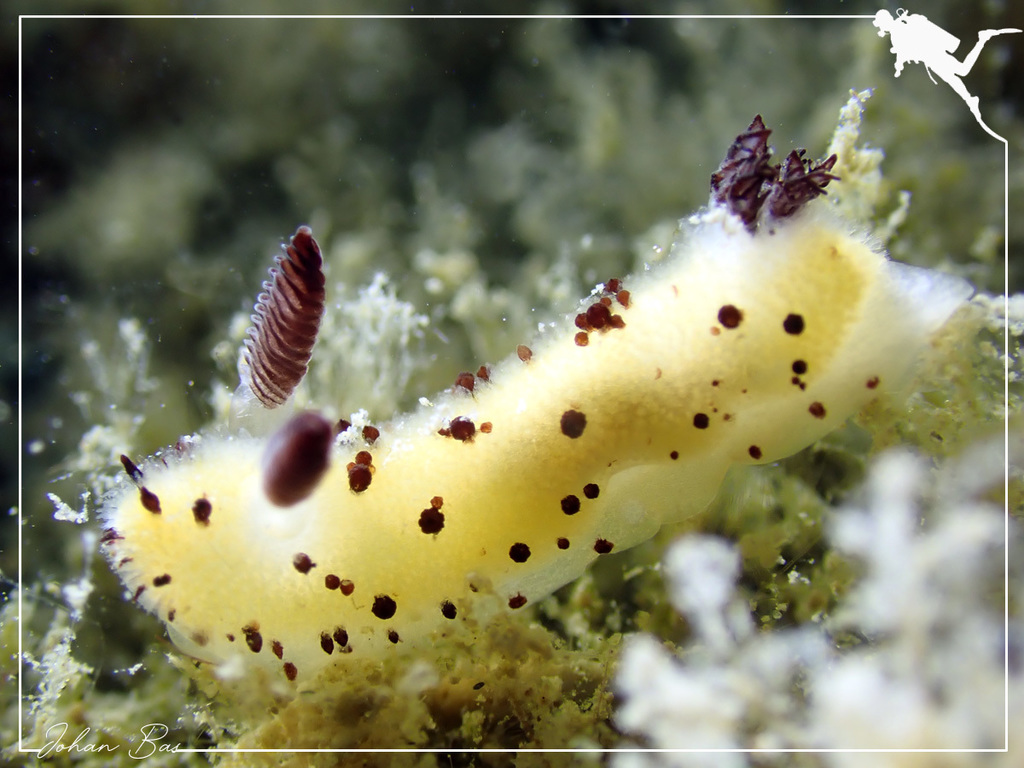 Sea Bunny