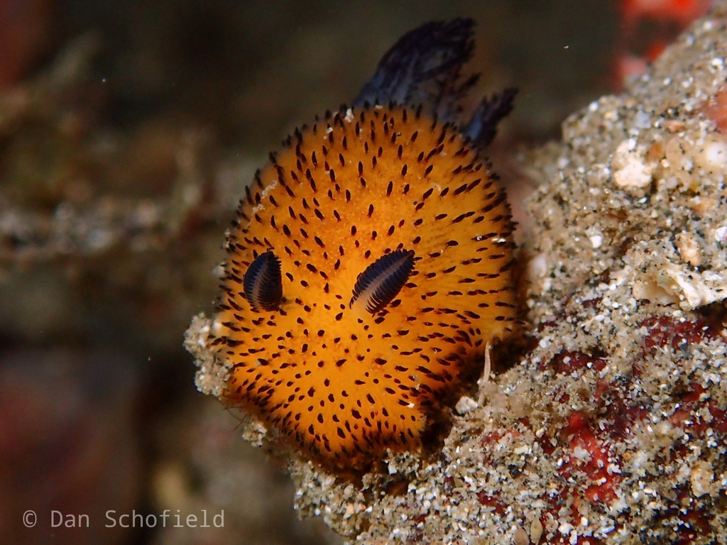 Sea Bunny