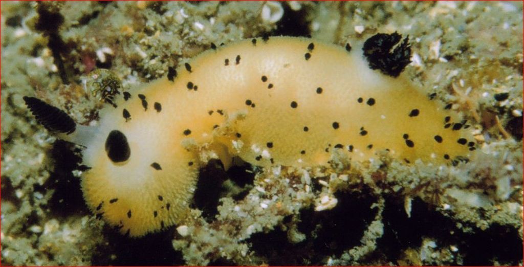 Sea Bunny