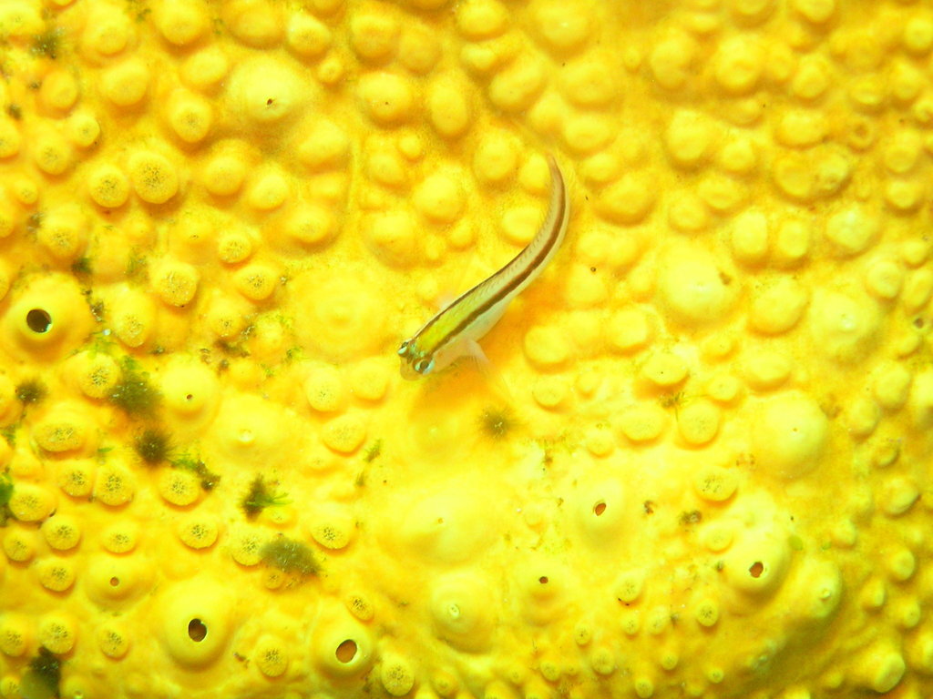 Clione jaune