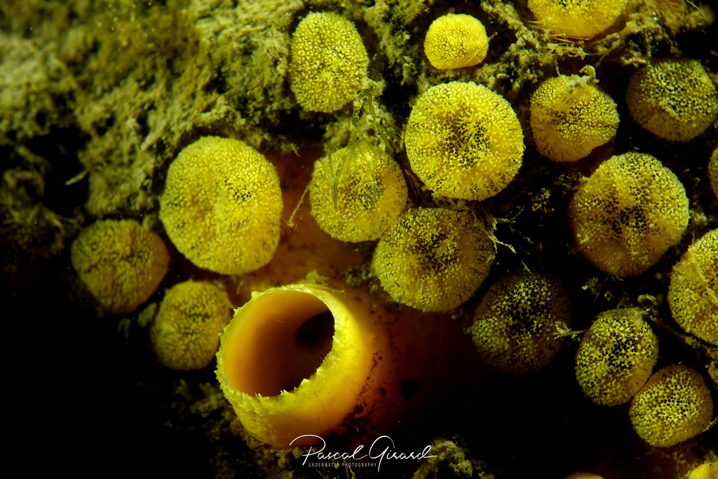 Sulphur Boring Sponge