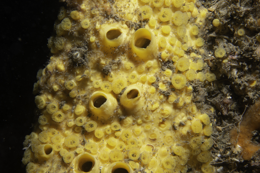 Clione jaune