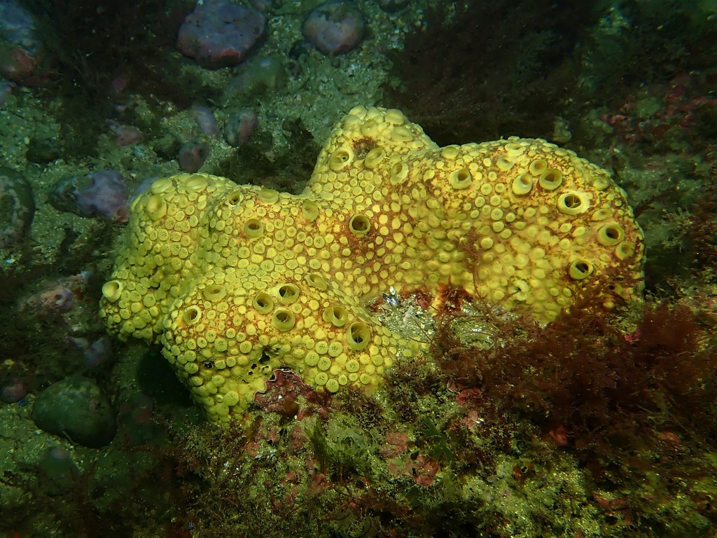 Clione jaune