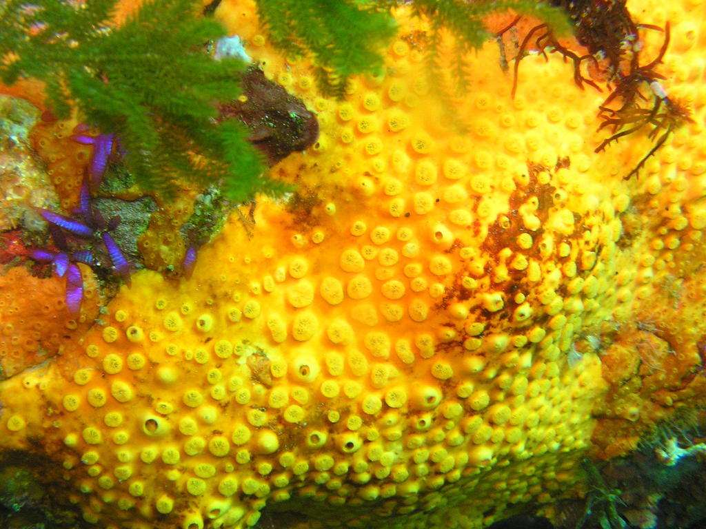 Clione jaune
