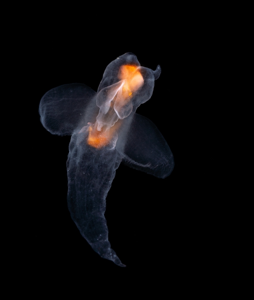 Naked Sea Butterfly
