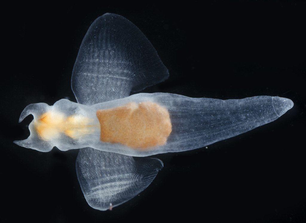 Naked Sea Butterfly