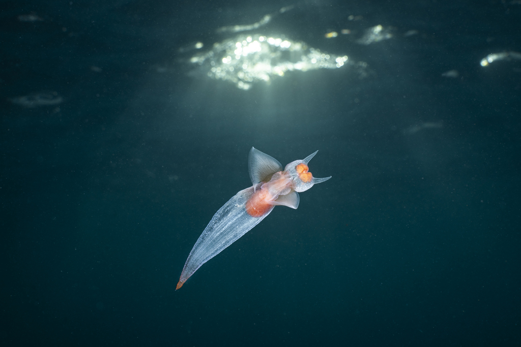 Naked Sea Butterfly