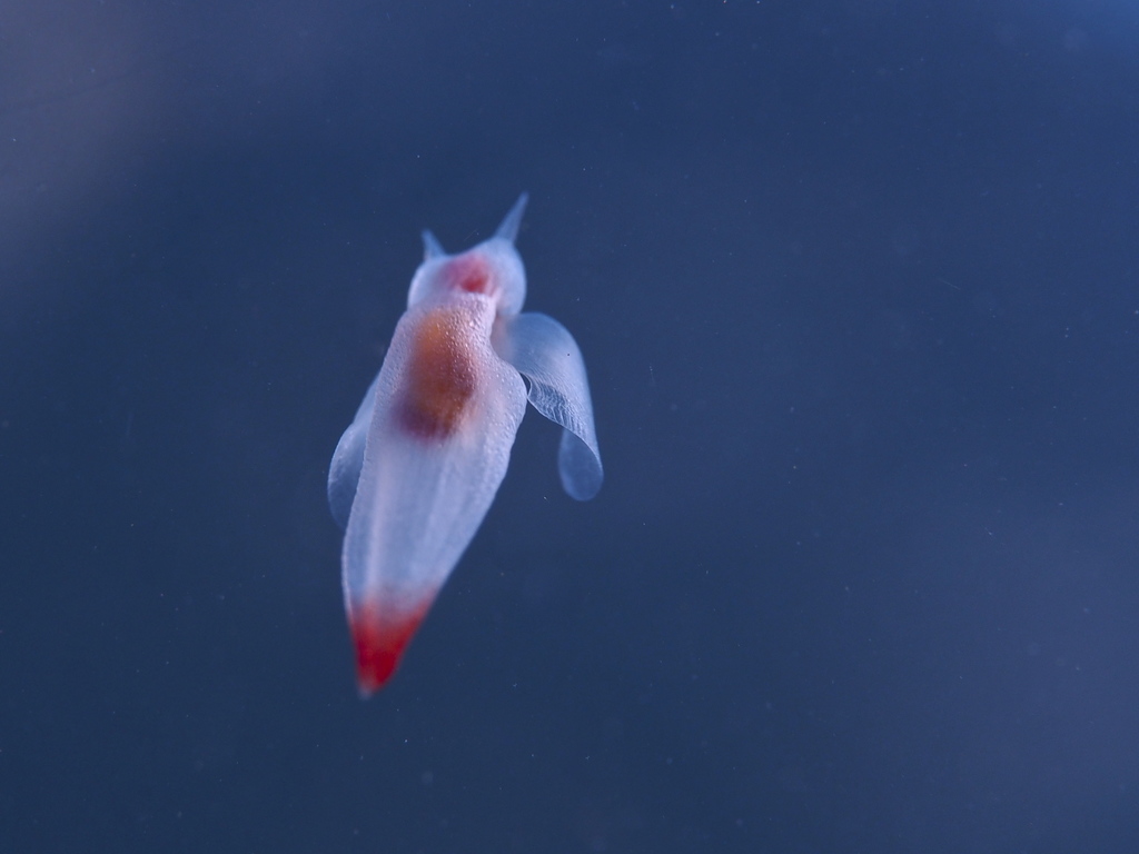 Naked Sea Butterfly