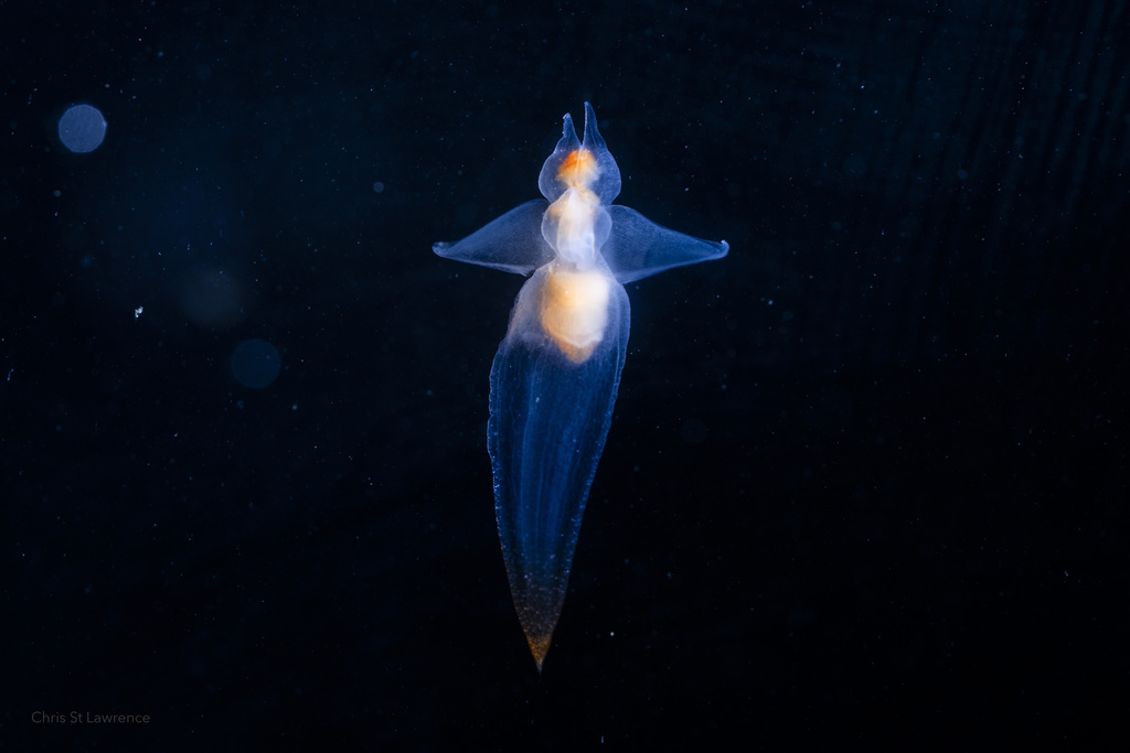 Naked Sea Butterfly