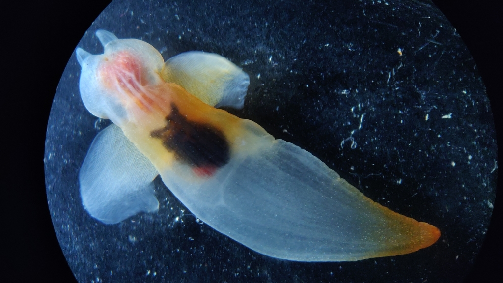 Naked Sea Butterfly