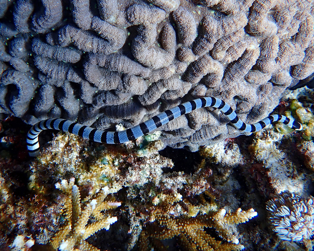 Yellow-lipped Sea Krait