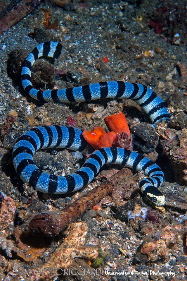 Yellow-lipped Sea Krait