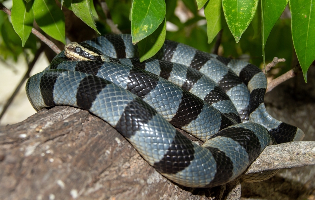 Yellow-lipped Sea Krait
