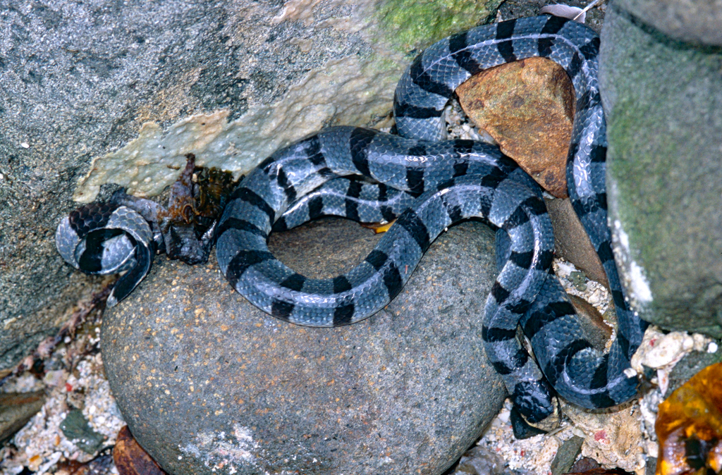 Yellow-lipped Sea Krait
