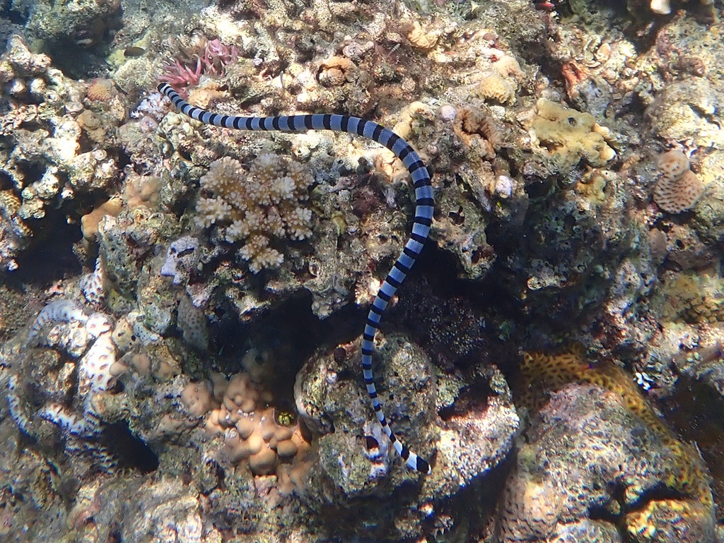 Yellow-lipped Sea Krait