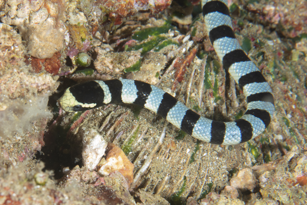 Yellow-lipped Sea Krait