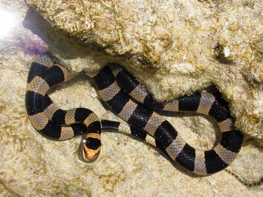 New Caledonian Sea Krait