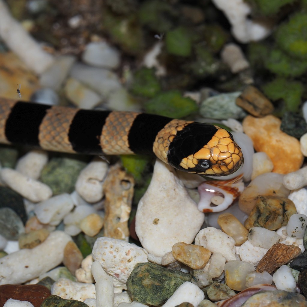 New Caledonian Sea Krait