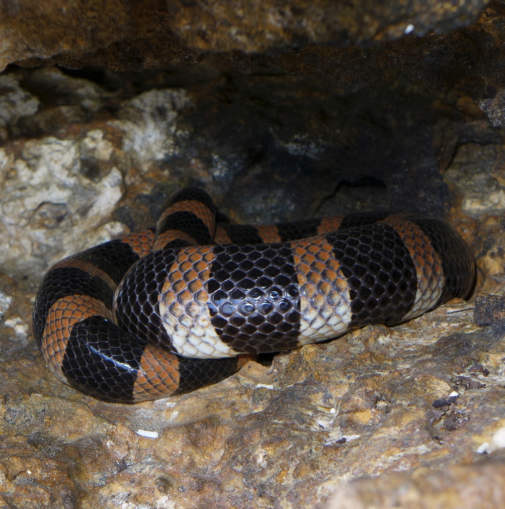 New Caledonian Sea Krait