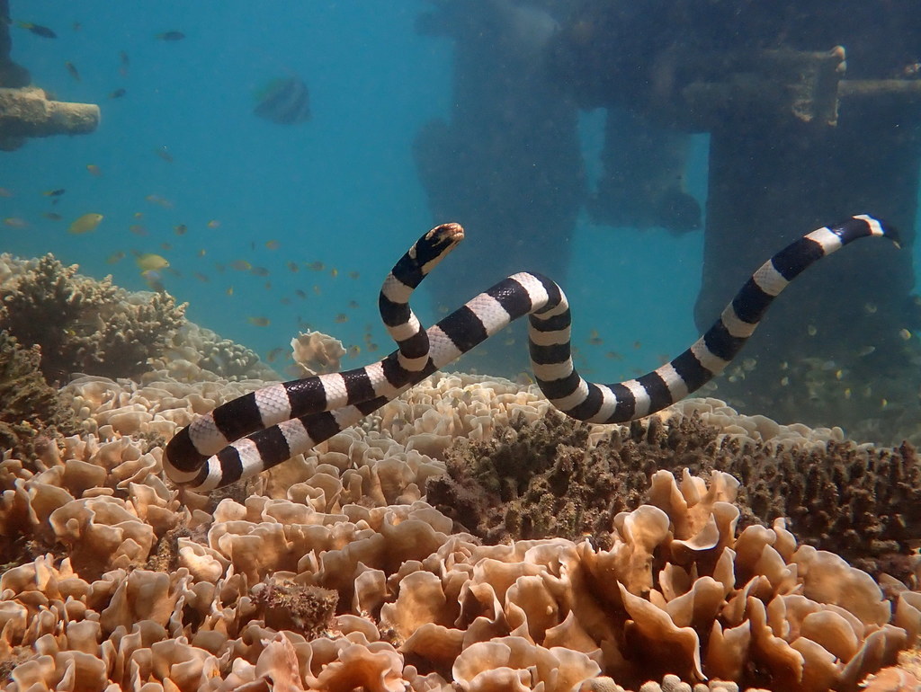 New Caledonian Sea Krait
