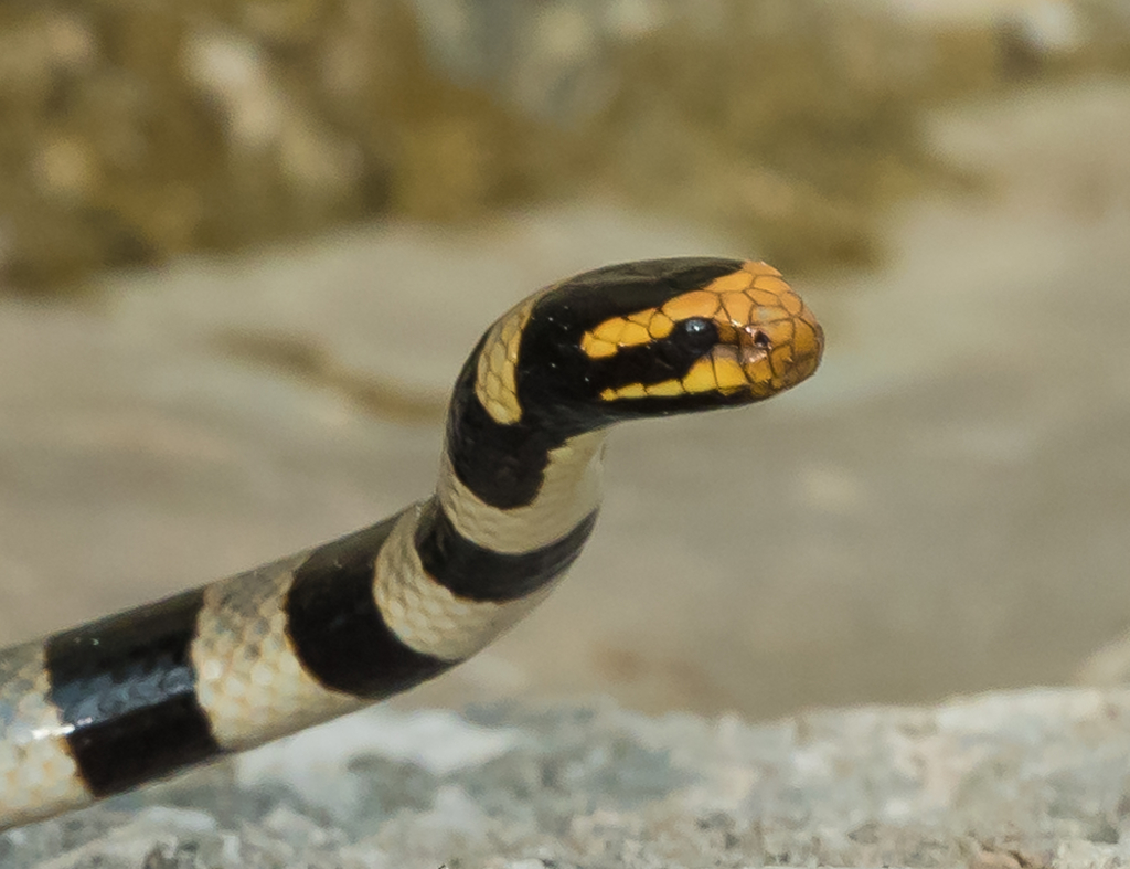 New Caledonian Sea Krait
