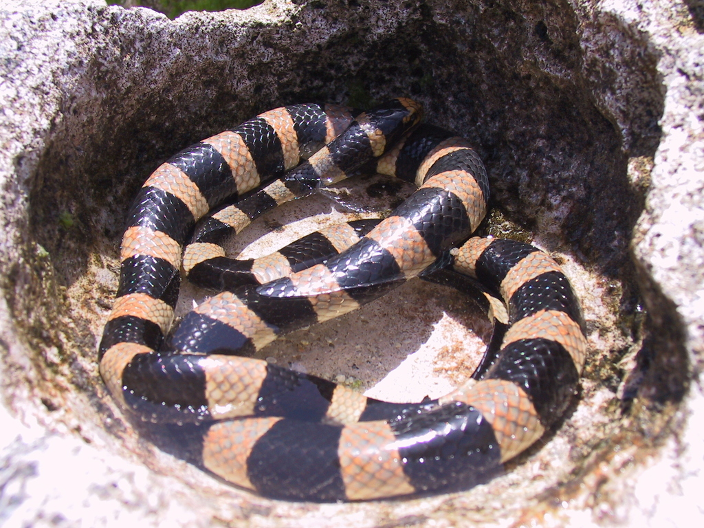 New Caledonian Sea Krait