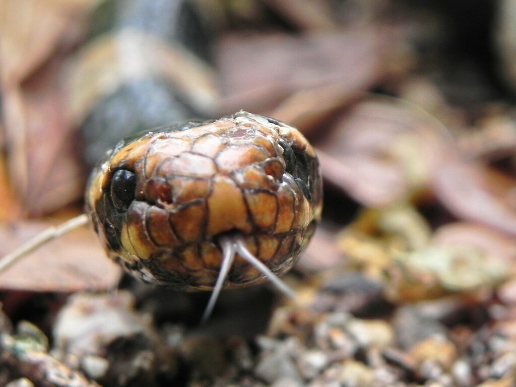 New Caledonian Sea Krait