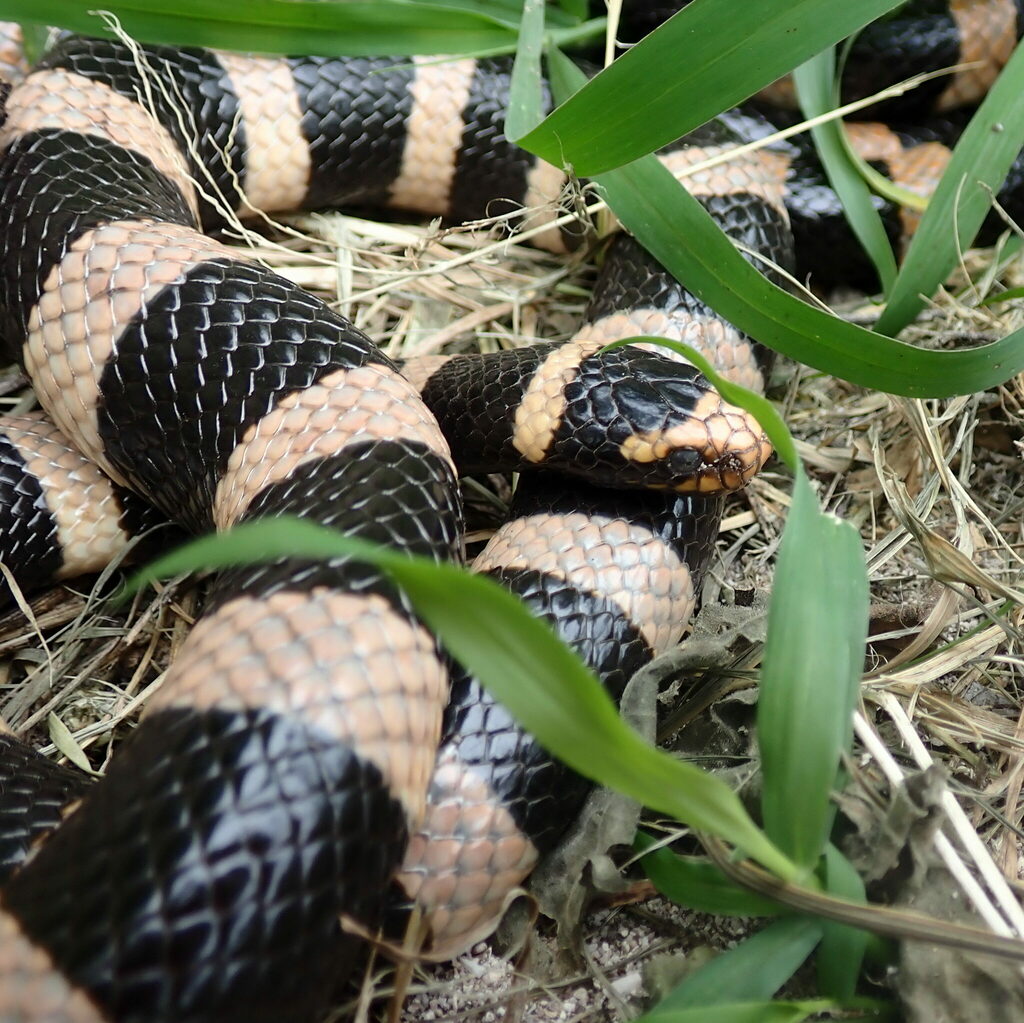 New Caledonian Sea Krait