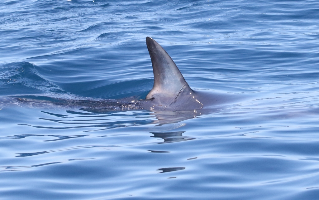 Requin-taupe bleu