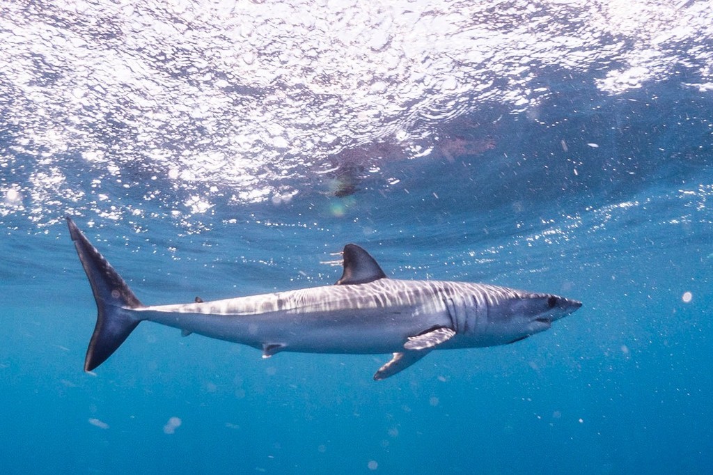 Requin-taupe bleu