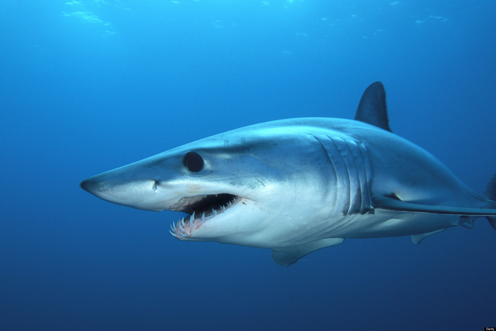 Requin-taupe bleu