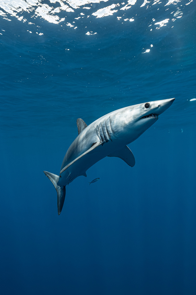 Requin-taupe bleu