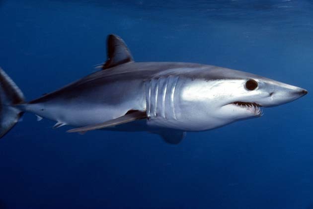 Requin-taupe bleu