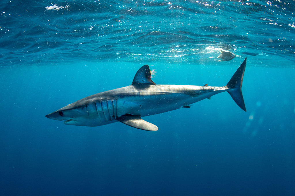 Requin-taupe bleu