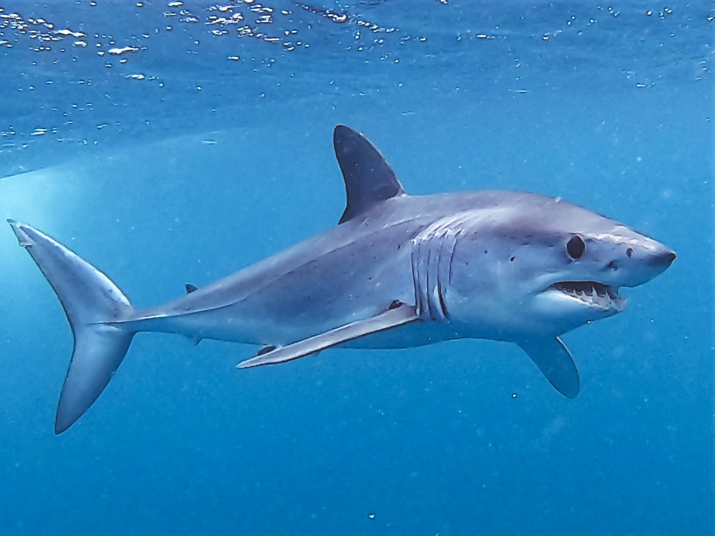 Requin-taupe bleu