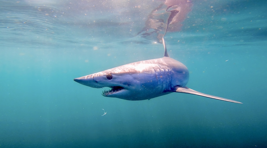 Requin-taupe bleu