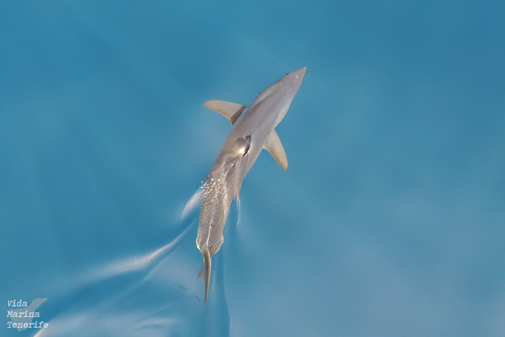 Requin-taupe bleu