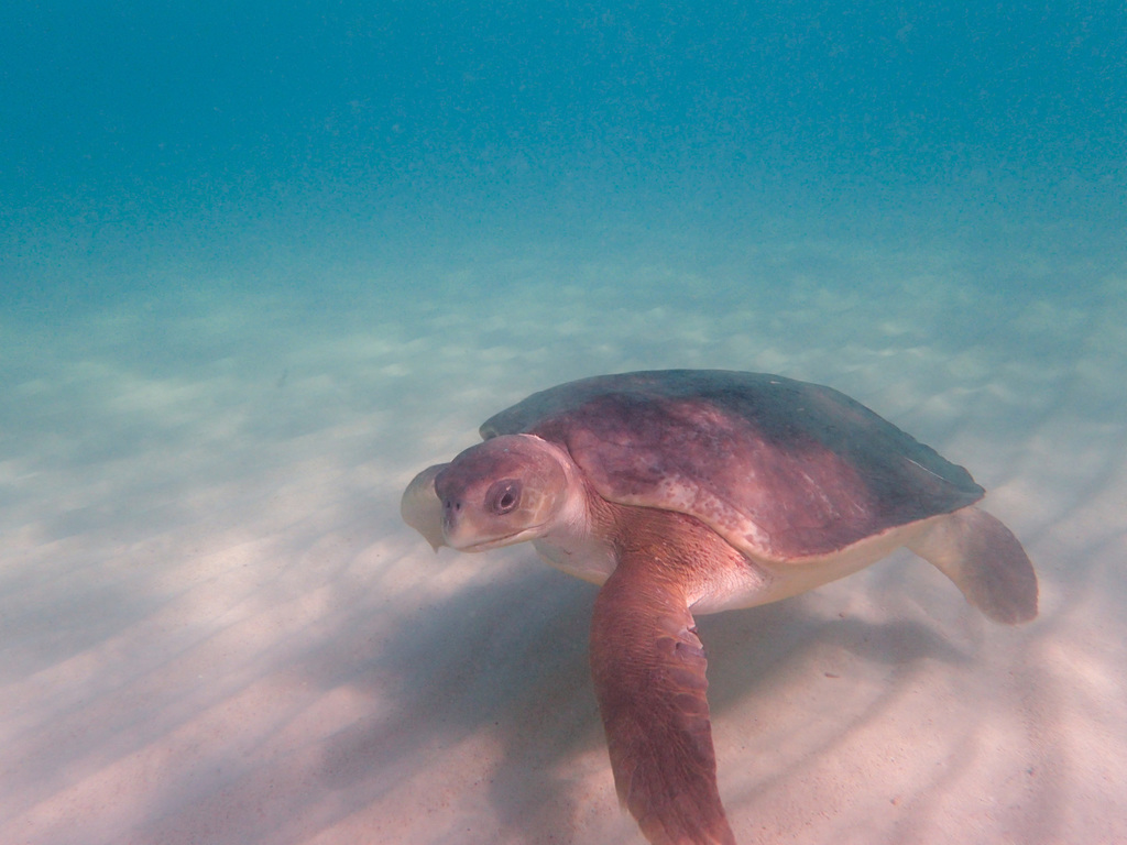 Flatback Sea Turtle