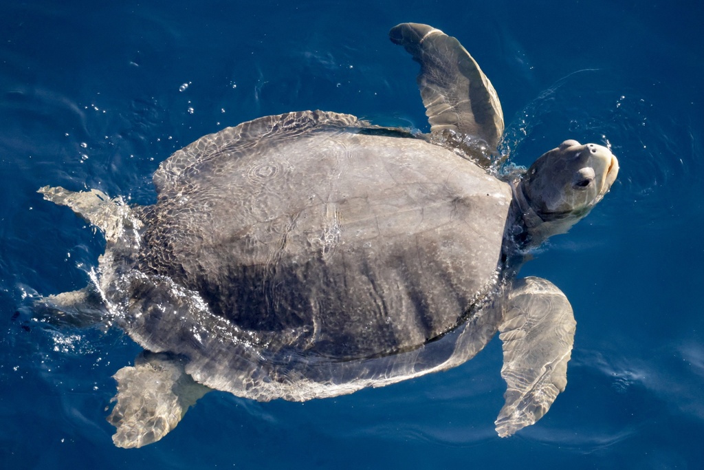 Flatback Sea Turtle