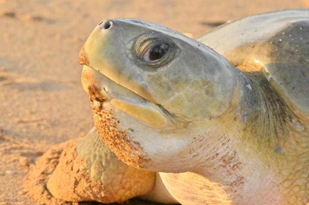 Flatback Sea Turtle
