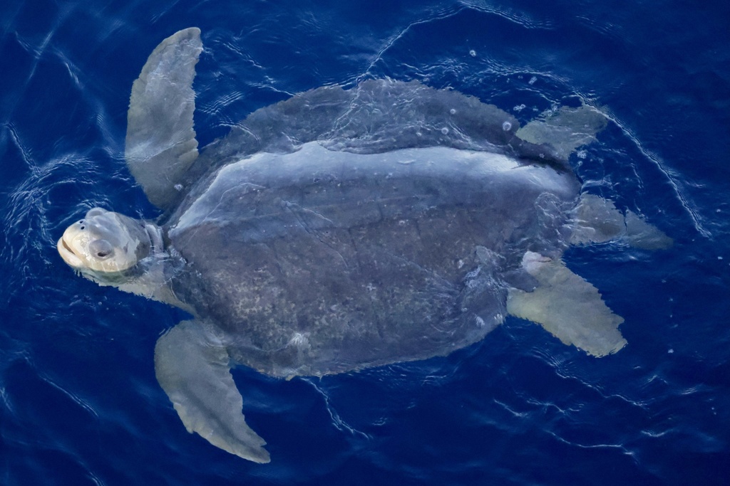 Flatback Sea Turtle