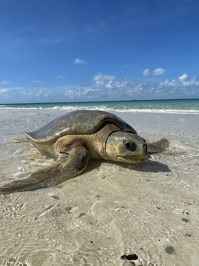 Flatback Sea Turtle