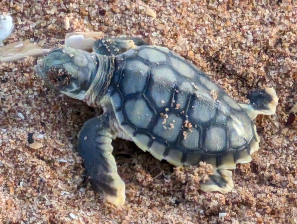 Flatback Sea Turtle