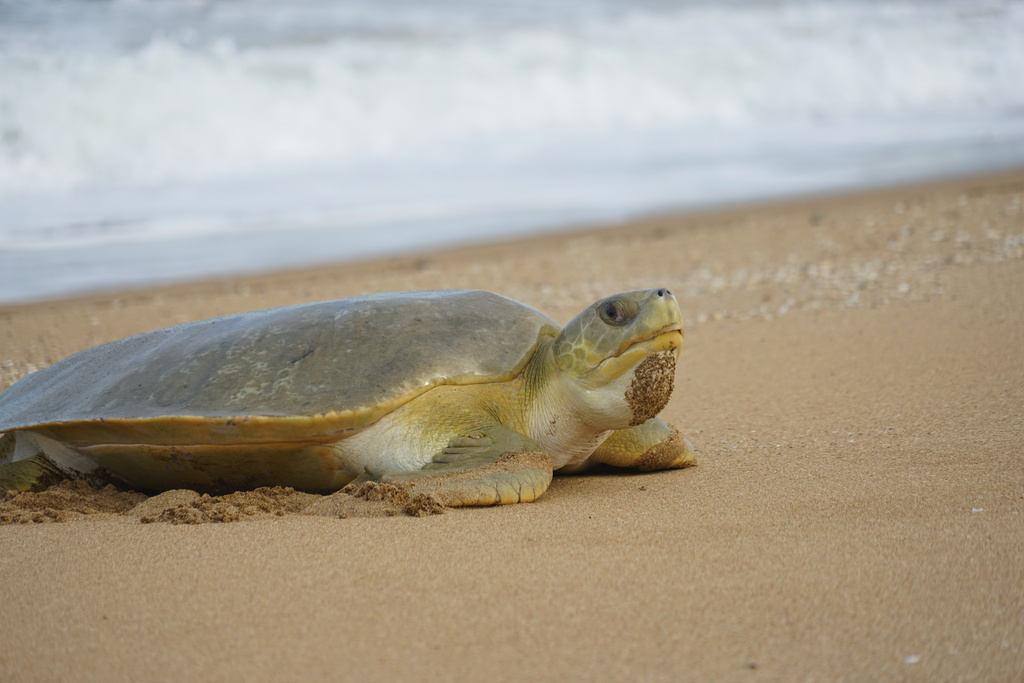Flatback Sea Turtle