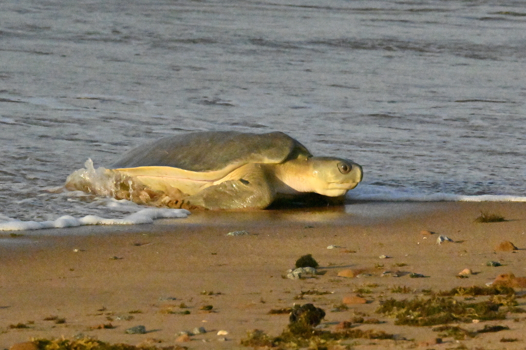 Flatback Sea Turtle